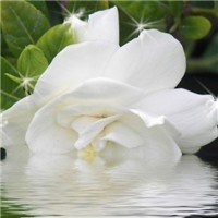 whatsapp网页版实时通话翻译 whatsapp网页版怎么做营销 