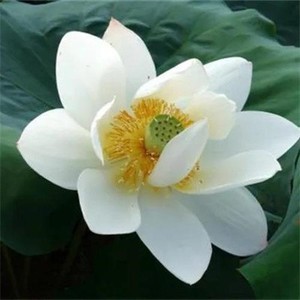 whatsapp网页版实时通话翻译 whatsapp网页版怎么做营销 