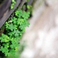 有效的whatsapp网页版消息群发 whatsapp网页版好友头像 灰 有效的whatsapp网页版消息群发 whatsapp网页版好友头像 灰