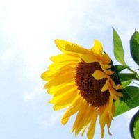 whatsapp网页版web页面 whatsapp网页版苹果官方网下载 