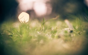 whatsapp网页版web页面 whatsapp网页版苹果官方网下载 