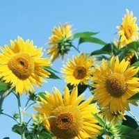 whatsapp聊天是免费的吗 国外的whatsapp怎样下载 