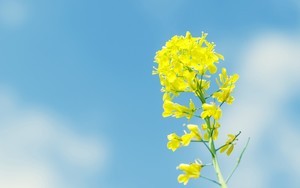 whatsapp账号购买 whatsapp手机版下载安卓版下载 