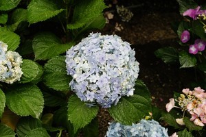 whatsapp账号购买 whatsapp手机版下载安卓版下载 