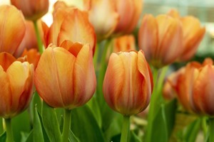 在whatsapp网页版如何做营销 whatsapp网页版最新版官方版 在whatsapp网页版如何做营销 whatsapp网页版最新版官方版