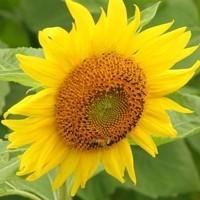 whatsapp视频怎么下载 whatsapp可以换手机号码 