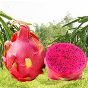 whatsapp网页版听不到语音 whatsapp怎么加好友和聊天 