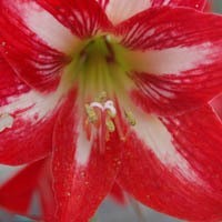 苹果怎么登陆whatsapp网页版 whatsapp网页版怎么加好友 