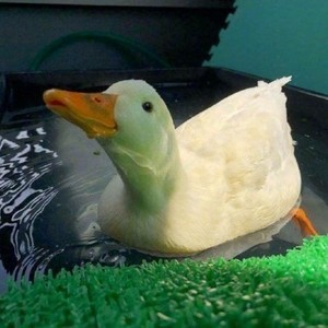 苹果怎么登陆whatsapp网页版 whatsapp网页版怎么加好友 