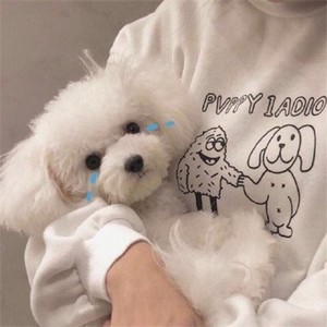 苹果怎么登陆whatsapp网页版 whatsapp网页版怎么加好友 