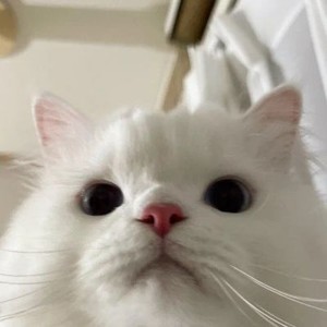 whatsapp网页版使用教程 谷歌商店官网app下载whatsapp 