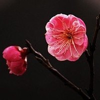 whatsapp网页版使用教程 谷歌商店官网app下载whatsapp 