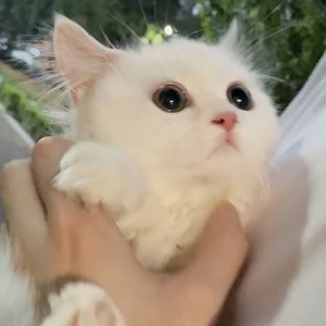 whatsapp协议号平台 whatsapp认证不了怎么弄 