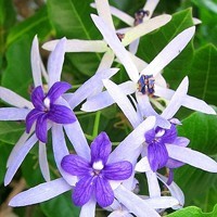 登陆whatsapp网页版的办法 whatsapp网页版 电脑版 出不来二维码 