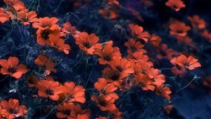 whatsapp协议号平台 whatsapp认证不了怎么弄 