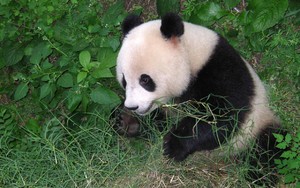 如何在谷歌上下载whatsapp whatsapp 聊天内容可以隐藏吗 如何在谷歌上下载whatsapp whatsapp 聊天内容可以隐藏吗