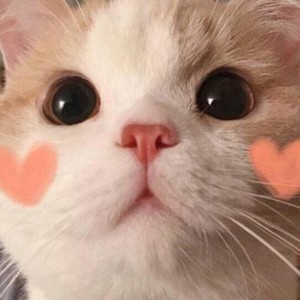 whatsapp账号删除后如何恢复 whatsapp 官网下载2023 