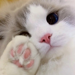 删除whatsapp帐号能找回聊天记录吗 whatsapp显示一个勾是什么意思 