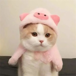 whatsapp安卓下 手机whatsapp怎么发送文件 whatsapp安卓下 手机whatsapp怎么发送文件