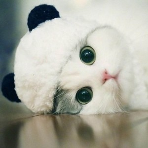 whatsapp网页版可以语音吗 为什么登陆不了whatsapp网页版 