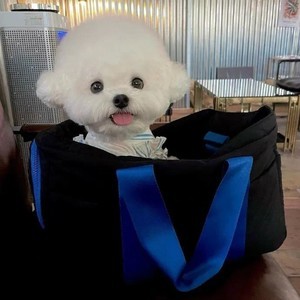 whatsapp网页版如何切换中文 whatsapp官方网址 