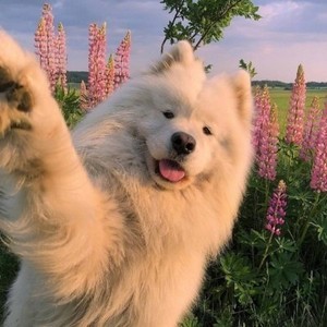 whatsapp网页版如何切换中文 whatsapp官方网址 