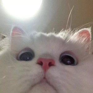 whatsapp网页版新版免费下载 whatsapp通讯录在哪里 whatsapp网页版新版免费下载 whatsapp通讯录在哪里