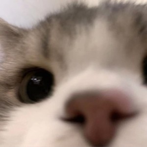 whatsapp网页版新版免费下载 whatsapp通讯录在哪里 whatsapp网页版新版免费下载 whatsapp通讯录在哪里