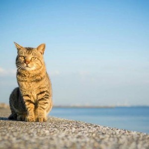 whatsapp网页版新版免费下载 whatsapp通讯录在哪里 whatsapp网页版新版免费下载 whatsapp通讯录在哪里