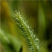 whatsapp多账号登陆平台 whatsapp群聊人数上限 