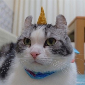 怎么在网页登陆whatsapp网页版 whatsapp网页版下载教程手机 怎么在网页登陆whatsapp网页版 whatsapp网页版下载教程手机