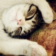 whatsapp不能视频 whatsapp网页版验证短信被屏蔽 