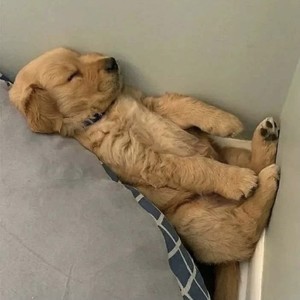 whatsapp不能视频 whatsapp网页版验证短信被屏蔽 