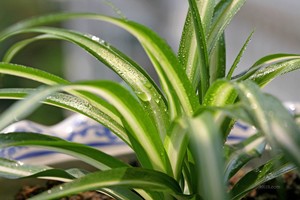 whatsapp不能视频 whatsapp网页版验证短信被屏蔽 