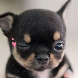 whatsapp不能视频 whatsapp网页版验证短信被屏蔽 