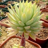 whatsapp网页版怎么群发所有人 whatsapp网页版通话黑屏 whatsapp网页版怎么群发所有人 whatsapp网页版通话黑屏