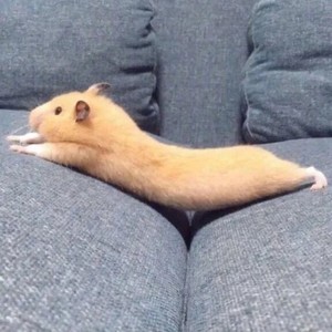 whatsapp网页版用户画像 安卓whatsapp如何添加好友 whatsapp网页版用户画像 安卓whatsapp如何添加好友