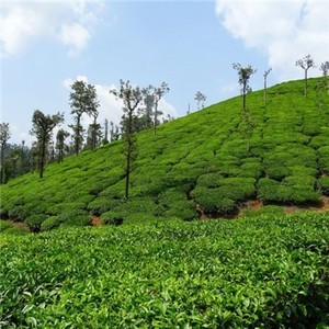 苹果手机安装whatsapp 电脑安装whatsapp用不了 