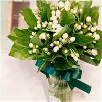 whatsapp网页版有好友怎么营销 whatsapp网页版安卓版下载知乎 