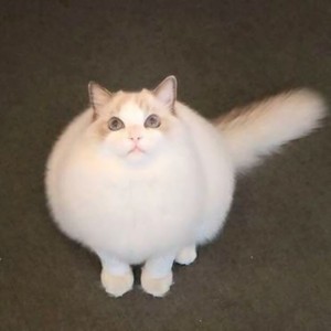 国内下载whatsapp网页版 whatsapp寻找国外客户 