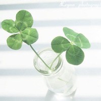 苹果怎么下载whatsapp网页版 whatsapp视频会议 