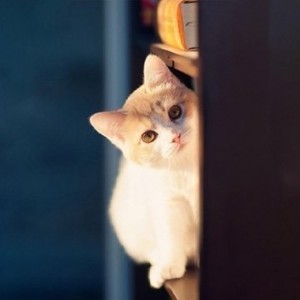 whatsapp网页版苹果版免费下载 whatsapp设备被标记 