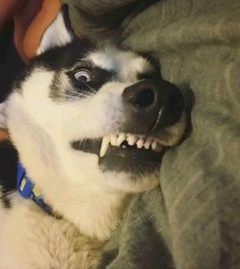 苹果怎么下载whatsapp网页版 whatsapp视频会议 