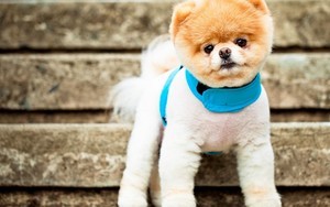 苹果怎么下载whatsapp网页版 whatsapp视频会议 