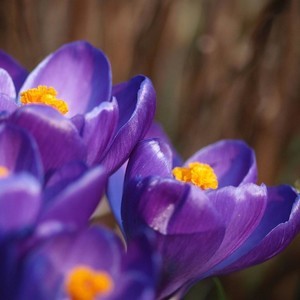 whatsapp苹果下载安装包 如何在whatsapp上装翻译插件 