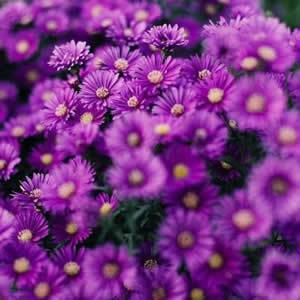 whatsapp网页版不能视频 whatsapp二维码添加好友 