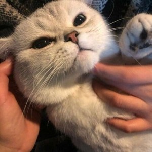 whatsapp苹果下载安装包 如何在whatsapp上装翻译插件 