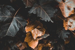 whatsapp安卓版官网 whatsapp网页版开发软件 