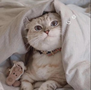 whatsapp 登陆需要更改时间 whatsapp网页版pc网页版 