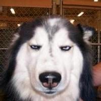 whatsapp网页版手机版实时翻译插件 whatsapp插件翻译 